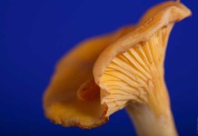 Mushrooms Prevent Diabetes