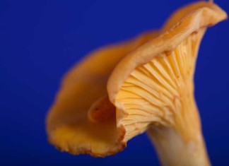 Mushrooms Prevent Diabetes