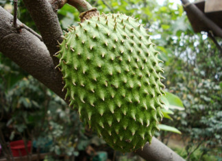 Best Anti-Cancer Fruit Revealed