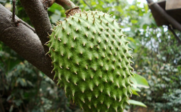 Best Anti-Cancer Fruit Revealed