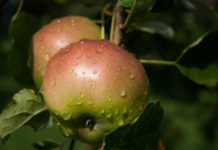 10 Interesting Apple Facts