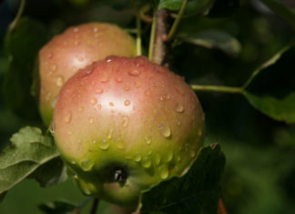 10 Interesting Apple Facts