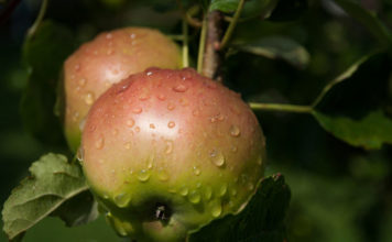 10 Interesting Apple Facts