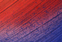 What Lives in Your Carpets?