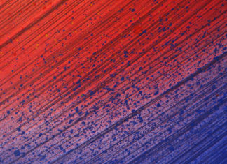 What Lives in Your Carpets?