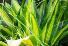 5 Ways to Prevent Allergies in Your Kids