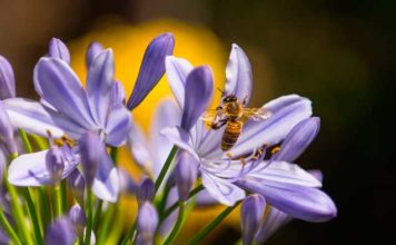 Wasp Sting Treatment & Ways to Avoid