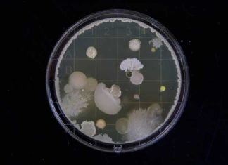 MuTaTo: Is Cancer Cure Finally Found?