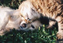 Diseases You Can Catch from Your Pet