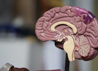 Robotic Worm to Perform Brain Surgery