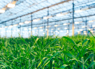 Iceland to Grow Barley-Based Meat Protein