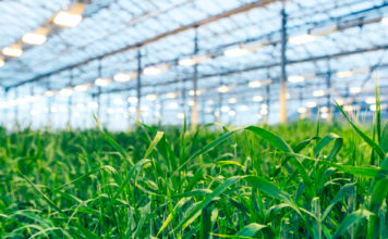 Iceland to Grow Barley-Based Meat Protein