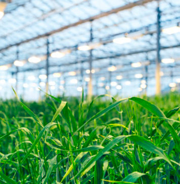 Iceland to Grow Barley-Based Meat Protein