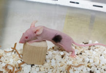 Startup dNovo: Human Hair to Be Grown on Mice