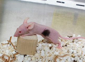 Startup dNovo: Human Hair to Be Grown on Mice
