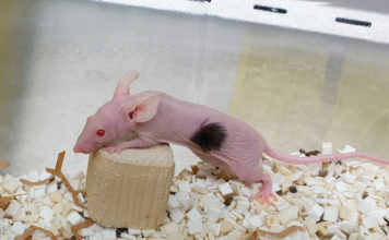 Startup dNovo: Human Hair to Be Grown on Mice