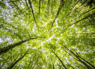 Organic Farming’s Impact on Environmental Sustainability
