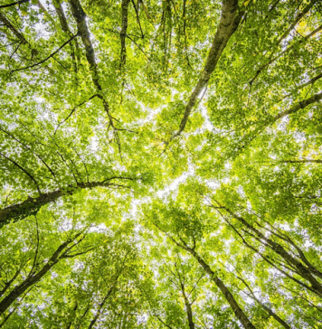 Organic Farming’s Impact on Environmental Sustainability